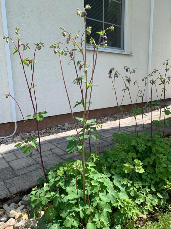 Studiový apartmán V Zahradě Police nad Metují Esterno foto