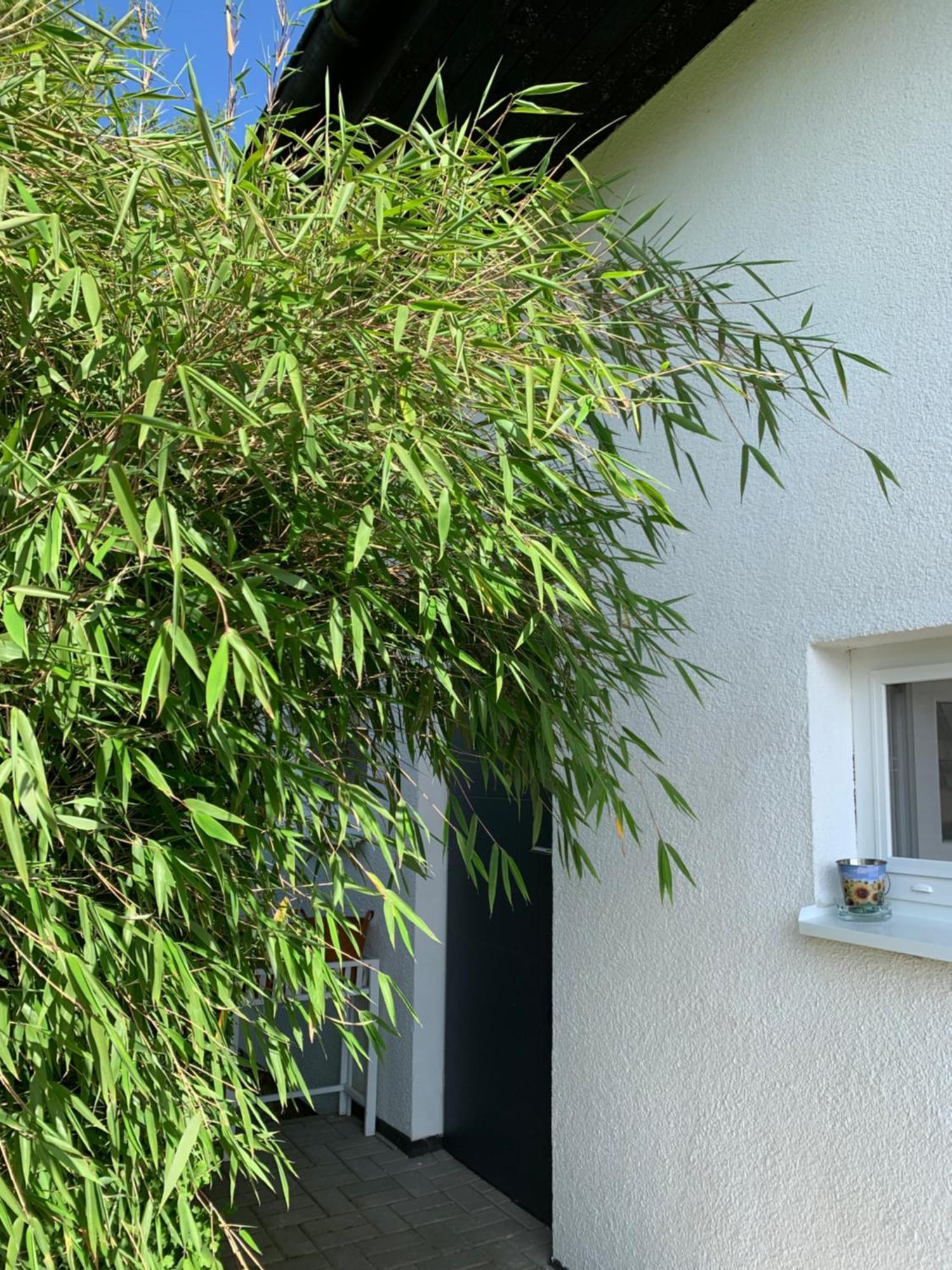 Studiový apartmán V Zahradě Police nad Metují Esterno foto